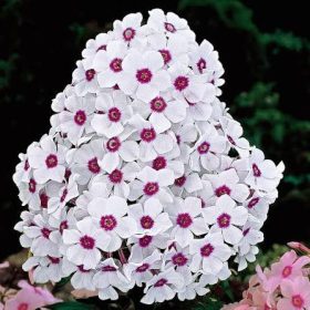 Bugás lángvirág – Phlox paniculata 'Europa'