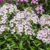 Bugás lángvirág – Phlox paniculata 'Europa'