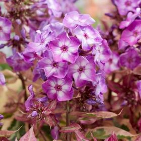 Bugás lángvirág – Phlox paniculata 'Olympus'