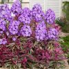 Bugás lángvirág – Phlox paniculata 'Olympus'
