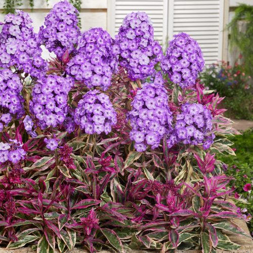 Bugás lángvirág – Phlox paniculata 'Olympus'
