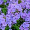 Bugás lángvirág – Phlox paniculata 'Sweet Summer Ocean'