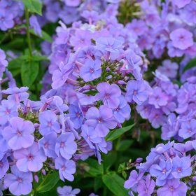  Bugás lángvirág – Phlox paniculata 'Sweet Summer Ocean'