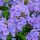 Bugás lángvirág – Phlox paniculata 'Sweet Summer Ocean'