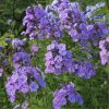 Bugás lángvirág – Phlox paniculata 'Sweet Summer Ocean'