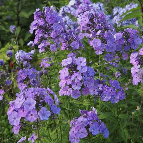 Bugás lángvirág – Phlox paniculata 'Sweet Summer Ocean'