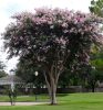 Selyemmirtusz – Lagerstroemia 'Basham’s Party Pink'