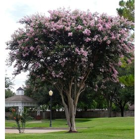   Selyemmirtusz – Lagerstroemia 'Basham’s Party Pink'