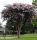 Selyemmirtusz – Lagerstroemia 'Basham’s Party Pink'
