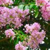 Selyemmirtusz – Lagerstroemia 'Basham’s Party Pink'