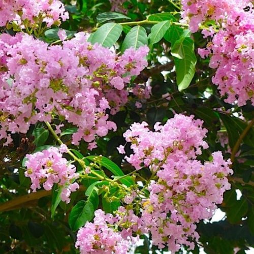 Selyemmirtusz – Lagerstroemia 'Basham’s Party Pink'