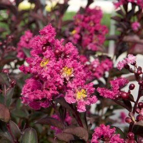 Selyemmirtusz – Lagerstroemia  'Delta Fusion'