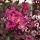 Selyemmirtusz – Lagerstroemia  'Delta Fusion'