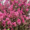 Selyemmirtusz – Lagerstroemia  'Delta Fusion'
