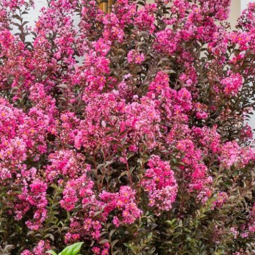 Selyemmirtusz – Lagerstroemia  'Delta Fusion'