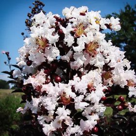 Selyemmirtusz – Lagerstroemia 'Delta Moonlight'