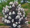 Selyemmirtusz – Lagerstroemia 'Delta Moonlight'
