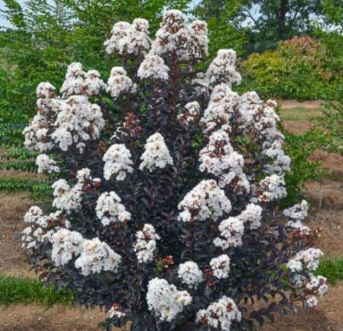 Selyemmirtusz – Lagerstroemia 'Delta Moonlight'