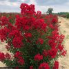 Selyemmirtusz – Lagerstroemia  'Miss Frances'
