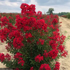 Selyemmirtusz – Lagerstroemia  'Miss Frances'