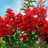 Selyemmirtusz – Lagerstroemia  'Miss Frances'