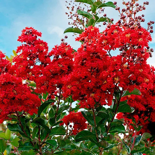 Selyemmirtusz – Lagerstroemia  'Miss Frances'