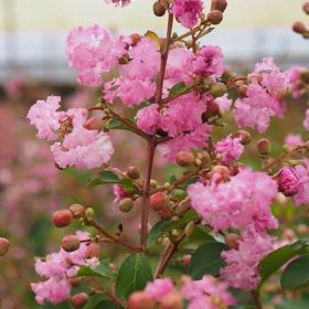 Selyemmirtusz – Lagerstroemia  'Monbazillac'