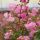 Selyemmirtusz – Lagerstroemia  'Monbazillac'