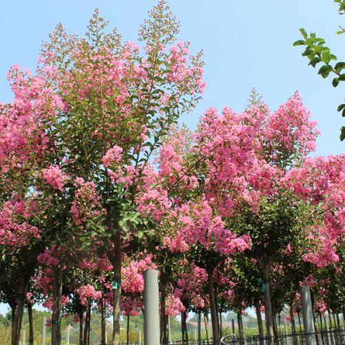 Selyemmirtusz – Lagerstroemia  'Monbazillac'