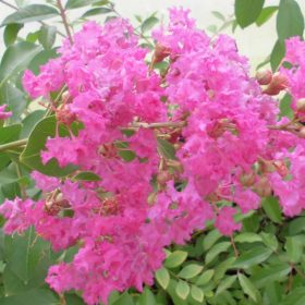 Selyemmirtusz – Lagerstroemia 'Osage'