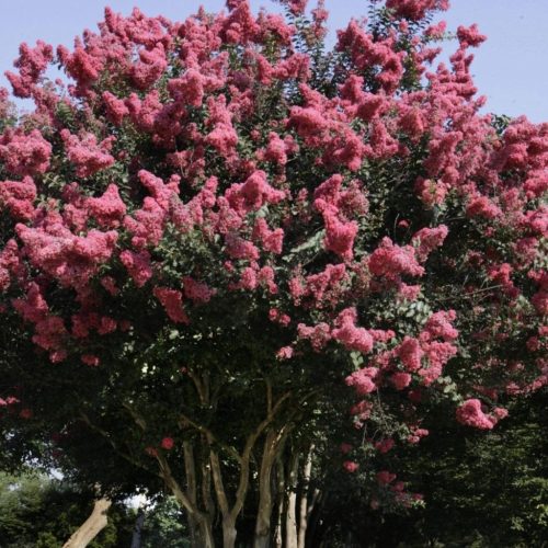 Selyemmirtusz – Lagerstroemia 'Osage'