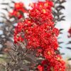 Selyemmirtusz – Lagerstroemia  'Delta Flame'