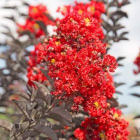 Selyemmirtusz – Lagerstroemia  'Delta Flame'