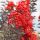 Selyemmirtusz – Lagerstroemia  'Delta Flame'