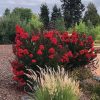 Selyemmirtusz – Lagerstroemia  'Delta Flame'