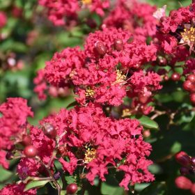 Selyemmirtusz – Lagerstroemia  'Petite Red'