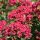 Selyemmirtusz – Lagerstroemia  'Petite Red'
