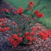 Selyemmirtusz – Lagerstroemia  'Petite Red'