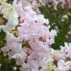 Törpe selyemmirtusz – Lagerstroemia  'With Love Babe'