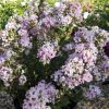 Törpe selyemmirtusz – Lagerstroemia  'With Love Babe'