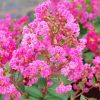 Törpe selyemmirtusz – Lagerstroemia  