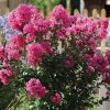 Törpe selyemmirtusz – Lagerstroemia  