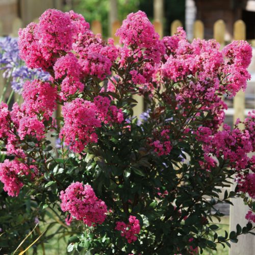 Törpe selyemmirtusz – Lagerstroemia  