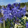 Afrikai szerelemvirág – Agapanthus 'Dr. Brouwer'