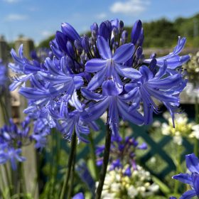   Afrikai szerelemvirág – Agapanthus 'Dr. Brouwer'