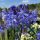 Afrikai szerelemvirág – Agapanthus 'Dr. Brouwer'