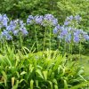 Afrikai szerelemvirág – Agapanthus 'Dr. Brouwer'