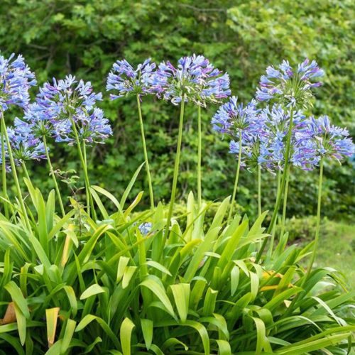 Afrikai szerelemvirág – Agapanthus 'Dr. Brouwer'