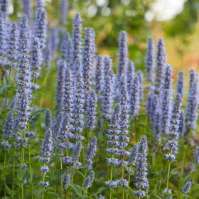   Ánizsillatú izsópfű – Agastache 'Blue Fortune'