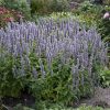 Ánizsillatú izsópfű – Agastache 'Blue Fortune'